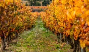 descubre-vino-de-rioja