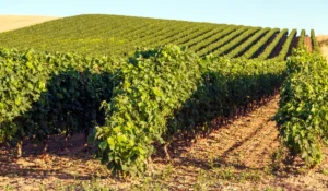 que-ver-en-la-rioja-mas-alla-de-logroño